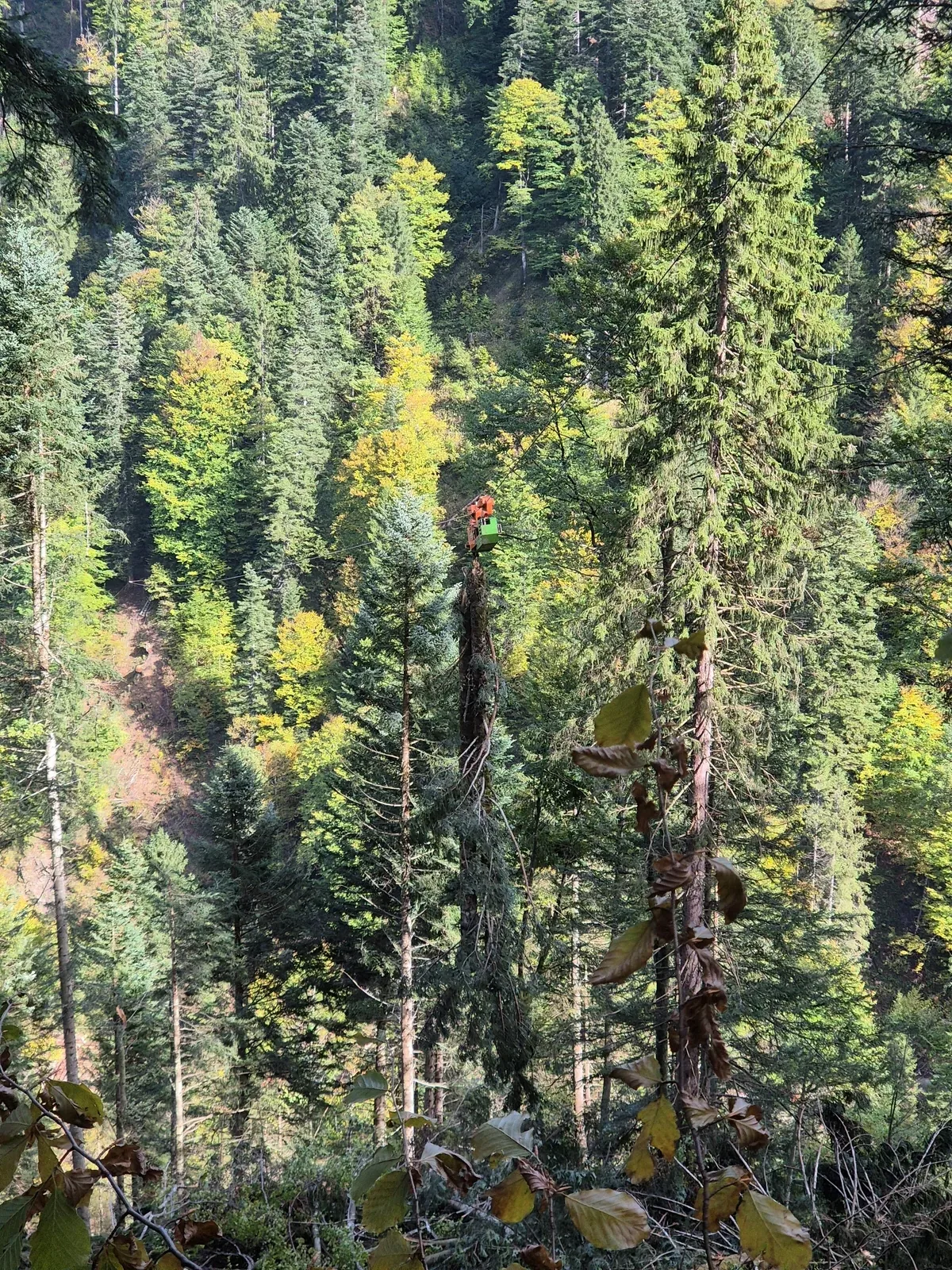 Forstarbeit
