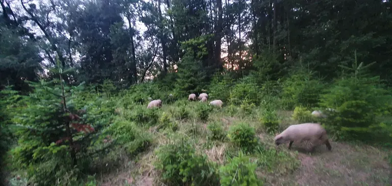 Tierische Landschaftspflege – Bild 1
