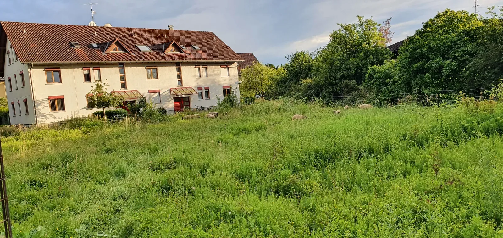 Tierische Landschaftspflege – Bild 3