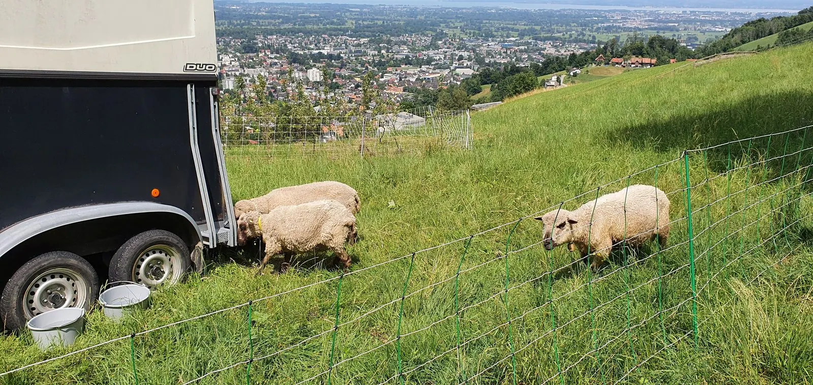 Tierische Landschaftspflege – Bild 4