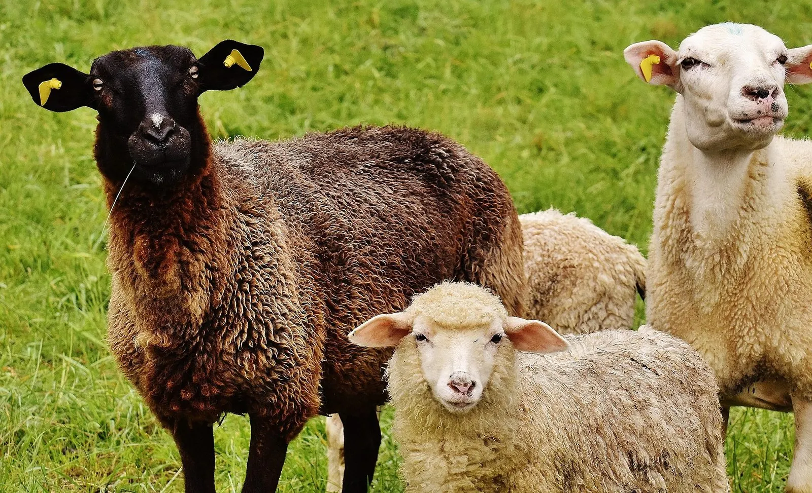 Tierische Landschaftspflege – Bild 5